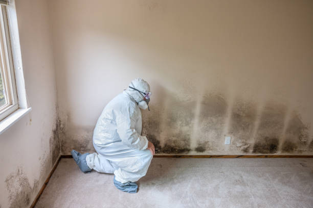 Why You Should Choose Our Mold Remediation Services in Thayer, MO